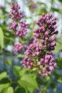 Close up photo of lilac flowers