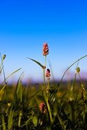 summer wildflowers close-up