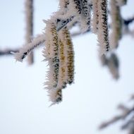 frozen branches close up