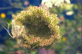 big wild flower close-up