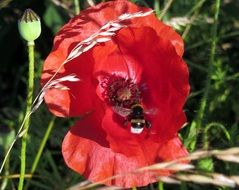 bee pollinating red poppy