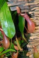 Colorful toxic pitcher plant