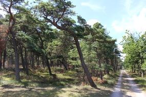 photo of a road in an arid forest