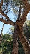 Beautiful fusion of two tree trunks among the green leaves