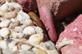 slug among Stones