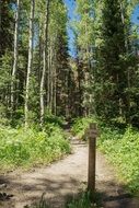 Hiking Trail through forest at summer