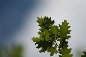 green young oak leaves on a branch