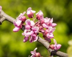 Eastern Red Buds close-up