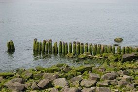 Beautiful green wooden poles on the coast with rocks