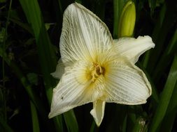 Closeup Picture of Yellow lilies
