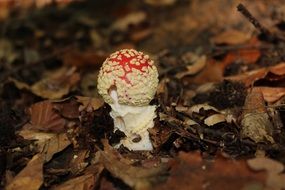 new Fly Agaric Mushroom at autumn