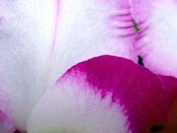 white-purple orchid close-up