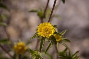 little spring flower blossom