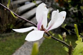 delightful delicate magnolia flower