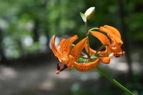 orange wild lily under the bright sun