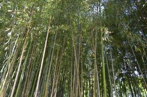 landscape of bamboo forest