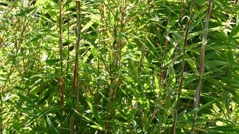 green bamboo thicket in the sunlight