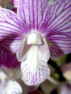 orchid as a colorful decoration