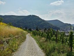Wine Plants Mountain