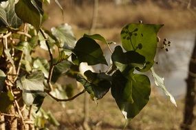 green plant under the bright sun