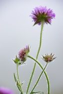 Violet flowers in summer