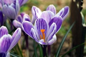 white-purple crocuses closeup