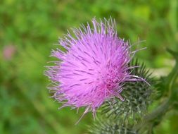 purple blooming thistle like a flower