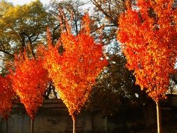 Trees with orange leaves