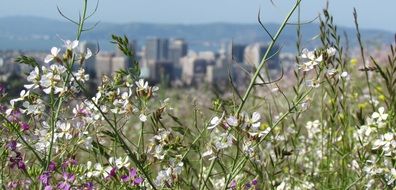 wildflowers on meadoy, cityscape at background