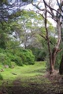 wild forest in spring