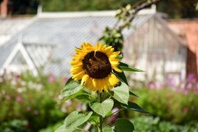 blooming sunflower at Greenhouse