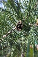 a cone on a branch of spruce