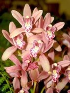 pale pink orchids in spots close up