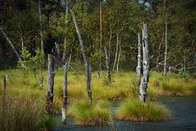 trees in swampy area in schneverdingen, Germany