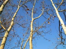 autumn bare tree trunks in the park
