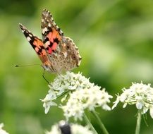 Macro picture of Butterfly in a Flower