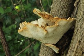 mushroom on a tree trunk