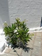 Plants near the wall in spring