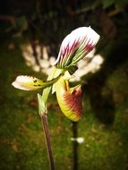 tropical exotic orchid close-up