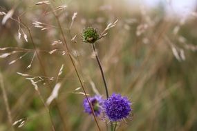 bright purple flower among dry blades of grass