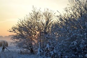 Snowy trees at Winter morning