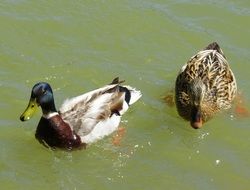 duck and drake in the river
