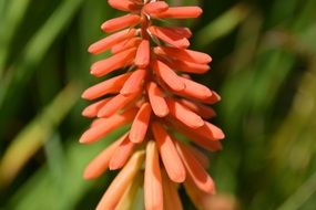 macro photo of red plants in spring