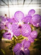 Closeup picture of bright purple tropical orchids