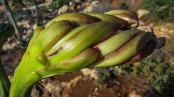 Bud Flower