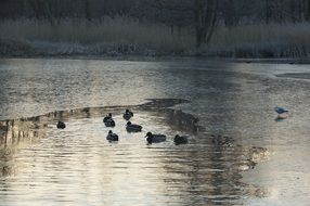 ducks on a winter lake