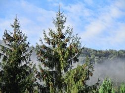 Fog in the valley
