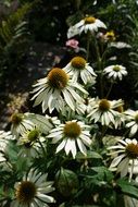 daisies are bloomed in the garden