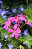 picturesque and pretty Wilderness flower