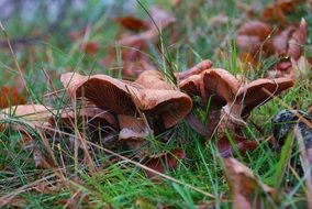 mushrooms on the grass in the autumn forest close-up on blurred background
